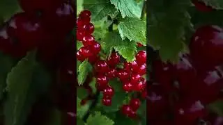 Köylü milletin efendisidir 🥰