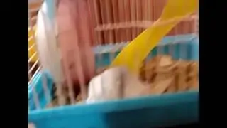 Снежок и нюша