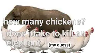 How many chickens does it take to kill an elephant? [my guess]