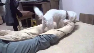 my dog Melody waking me up .
