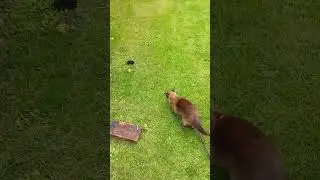 Реакция кошки на мышку!:)......