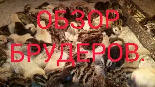Обзор брудеров.