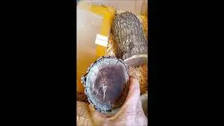 Drying Wood 1