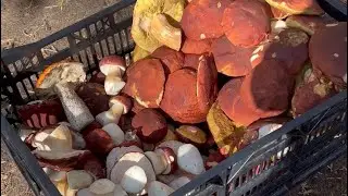Боровики Карелии 10.09.2023