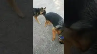 3 Years And 8 Months German shepherd Playing