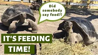 Aldabra & Galapagos Tortoise Feeding Time