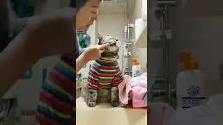 cute cat in the morning 😀😀