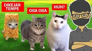 20 VIDEO KUCING TERLUCU, NGAKAK BANGET!!