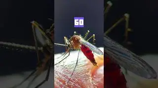 أقل المخلوقات عمراً 🦟!