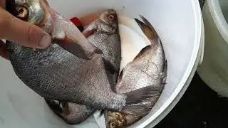 How to salt large bream without ruining it