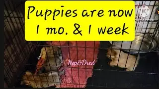 Ep284 Our Cute Puppies