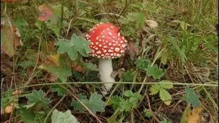 За грибами всей семьей