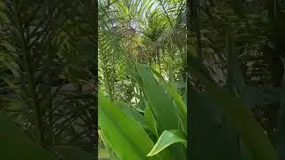 БАНАНЫ КОКОСЫ САД АФРИКА AFRICAN GARDEN #shorts #garden #african #африка #сад #banana #palmas