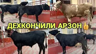 ДЕХКОНЧИЛИ АРЗОН КАТТА СИГИР БОКМА КУЧАТ НОВВОСЛАР СОТИЛАДИ  SOTILADIGON SIGIR NOVVOSLAR 20 мая 2024