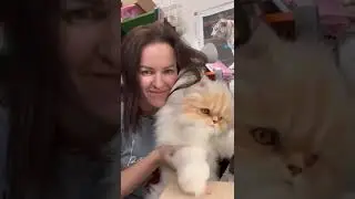 Неправильный кот)