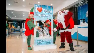 Meet Santa & the Dolphins | Festive Celebration at Dubai Dolphinarium