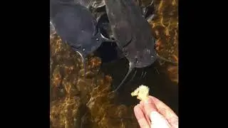 Greedy Catfish in slow motion [slowmo]