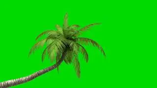 3D Coconut Tree Moving Effect Green Screen video