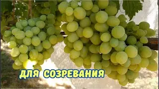 Для вызревания лозы и созревания винограда.