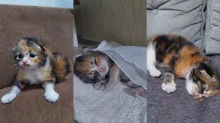 ANABUL LUCU KUCING GEMOY BIKIN GEMES