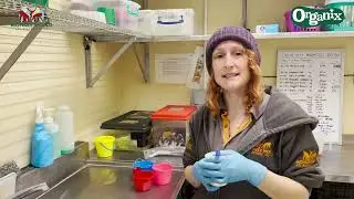Preparing Organix Baby Rice for Monkey World's Marmosets