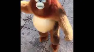 Chinese monkey Roxellan rhinopithecus