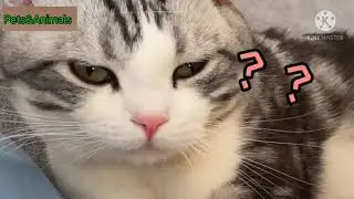 Cat need my arm to sleep