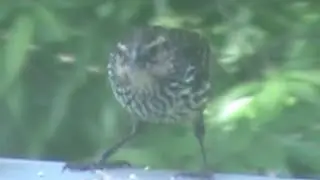 What species of bird is this in our village?🧐