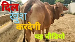 Pure Sahiwal cows, दिल खुश ❤️ करदेगी यह वीडियो 🔥🙏🙏 एक बार जरूर देखे🙏🙏8930872189 #Rulhandairyfarm
