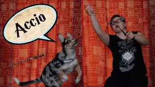 Teaching My Puppy Harry Potter Spell Tricks