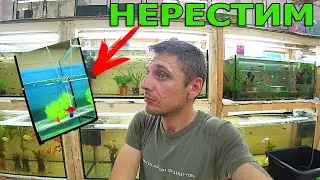 Красный барбус на нерест. Больше не спрашивайте где слон