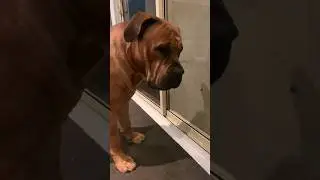 Not even a Bug can sneak by my Boerboel  #shortvideo #trending #boerboel