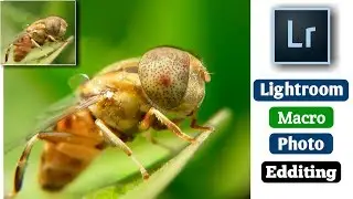 How to Edit Macro Photos in Adobe Lightroom CC Mobile | Photography Tech | 2020