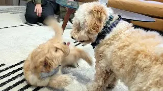 puppy meeting with a furry friend
