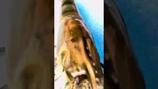 നാടൻ കൊഞ്ച് പൊരിച്ചത് #prawns #lobster #fish fry