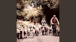 Energetic (Stressed Dogs)