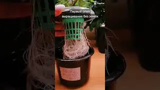 Как растут 