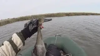 охота но северную утку. цыганский берег. охота на утку