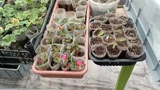 У меня перевалка и черенкование вегетативных георгин!