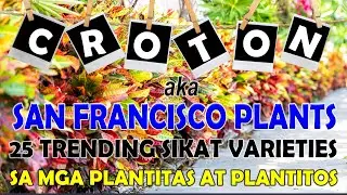 25 TRENDING CROTON | SAN FRANCISCO PLANT VARIETIES WITH IDENTIFICATION.