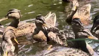 Canadian wild ducks 🦆 - The love of wildlife & nature