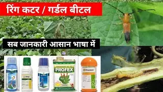 सोयाबीन में रिंग कटर / गर्डल बीटल || Soybean girdle beetle || a2zfarming
