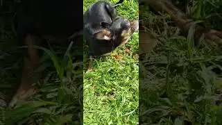 KIMBO DAUGHTER CHIHUAHUA APPLE HEAD MEXICO 🇲🇽 BLOODLINE