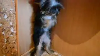 Собака 