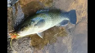 Brush Making with Ozzy Native Flies