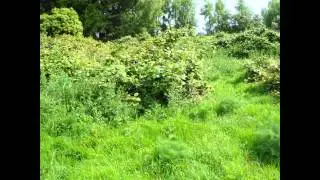 АКТИНИДИЯ  (ACTINIDIA)  сем. Актинидиевые