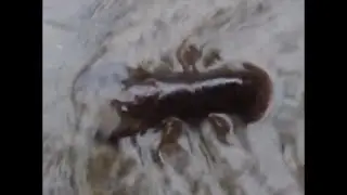 A crawfish struggling upstream while Crush Crawfish's theme plays in the background