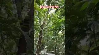 Arroceros Forest Park in Manila #fyp #arrocerosforestpark #forestpark #nature #relaxing #manila