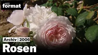 Rosen (2006)