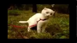 Экстаз смеха 2) Прыжки Котов!!! Ржачные Приколы 2013 !